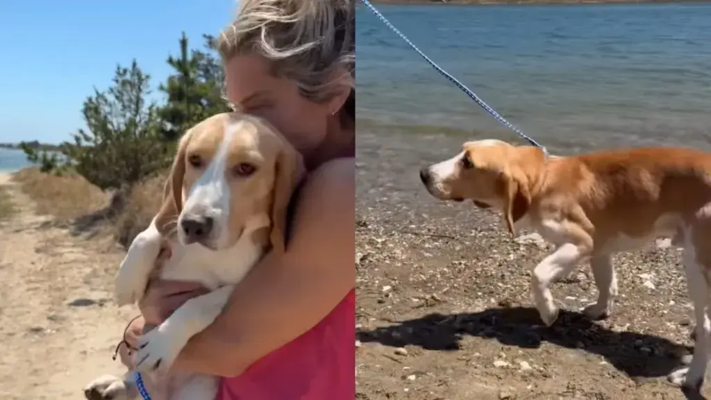 Rescue Puppy's First Taste of Freedom