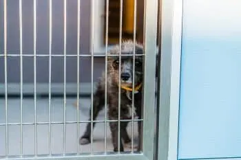 Animal Shelters Across the U.S. See Significant Reduction in Euthanasia Rates