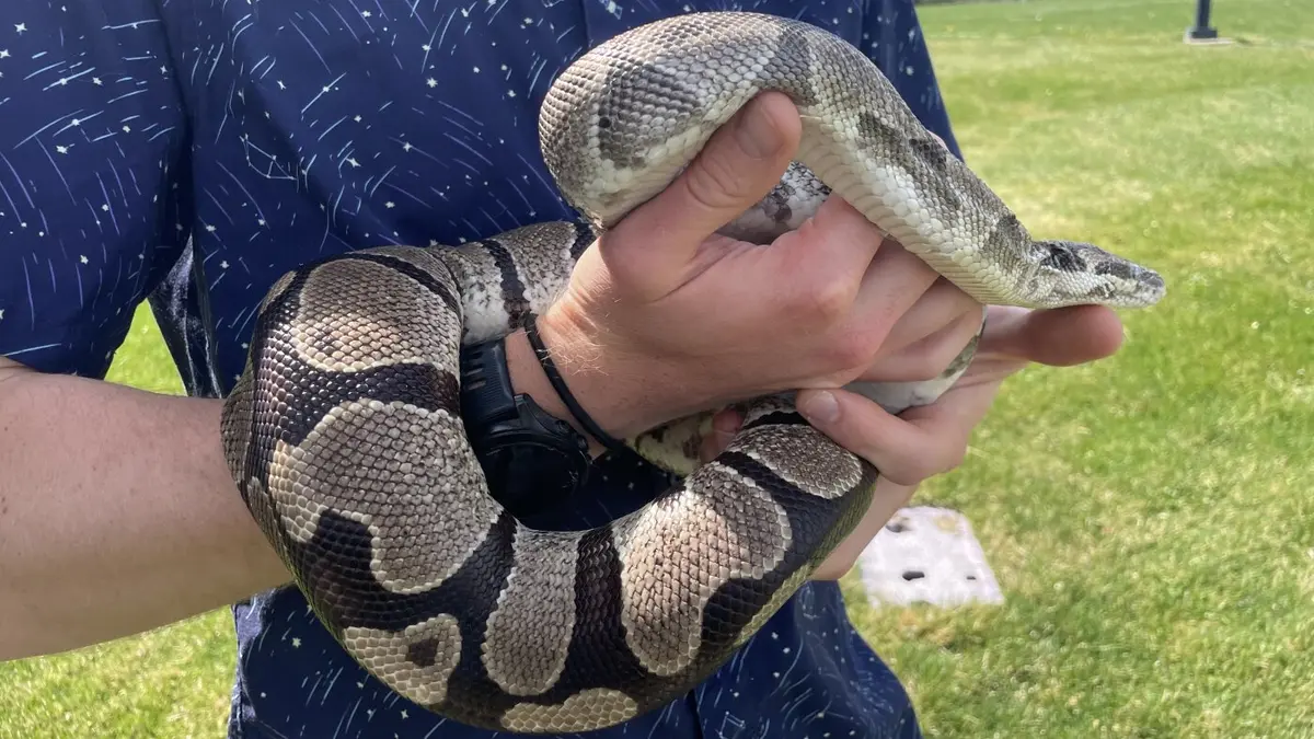 Pythons Offer Medical Insights Through Extreme Biology