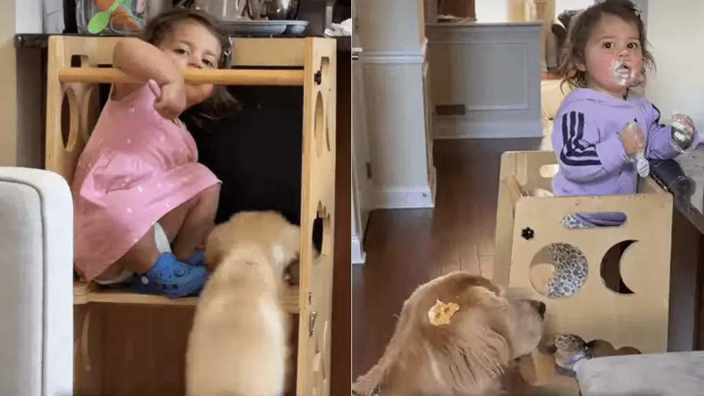 Toddler Unlocks Late Golden Retriever's Memory