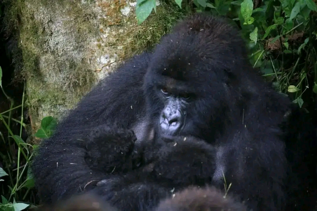 Illustration - Virunga : deux paires de jumeaux gorilles en 3 mois — la nature résiste même sous les bombes du M23