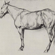 Лошадь 1884