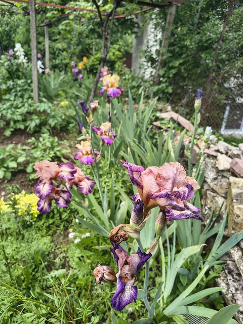 iris.jpg