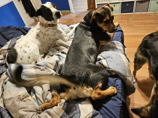 puppies4.jpg