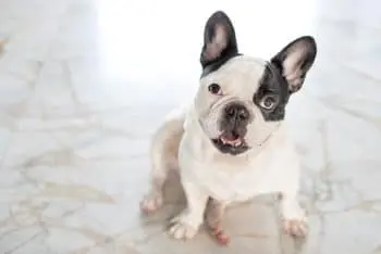 Top Eight Dog Foods Recommended for French Bulldogs in 2026