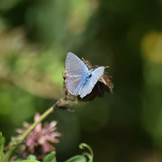 DSC 0871