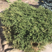 Ель  Nidiformis