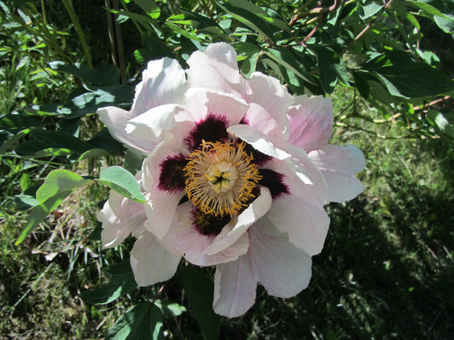 IMG-7583