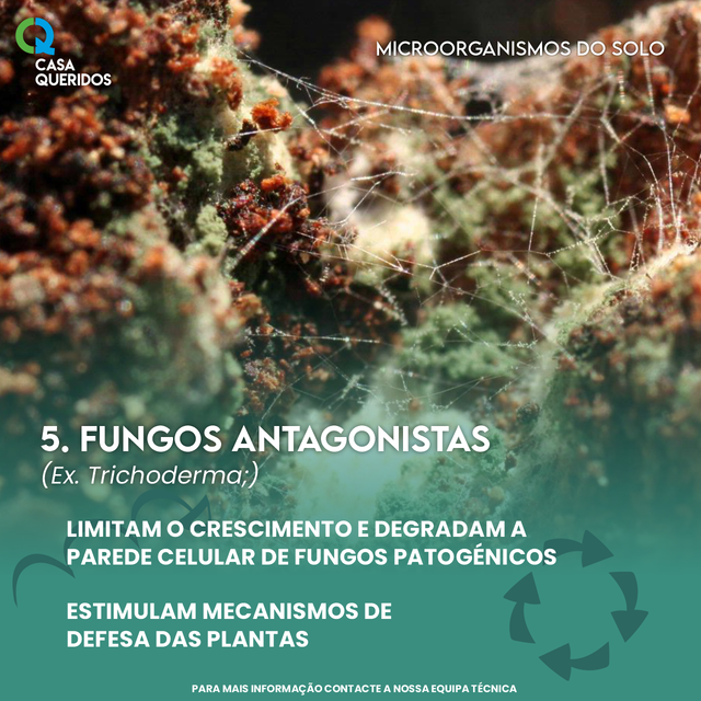 Fungos Antagonistas