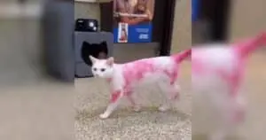 Mysterious Pink Cat Baffles Shelter Staff
