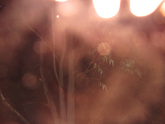 IMG-0010-proc