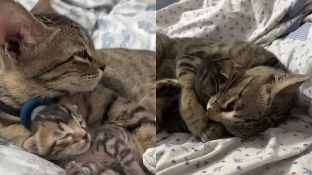 Mama Cat's Undivided Love for Her Kitten