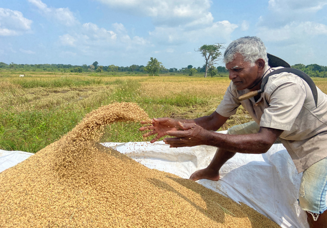 farmers-warn-of-large-scale-protests-to-colombo-over-fertilizer-crisis-and-falling-paddy-prices