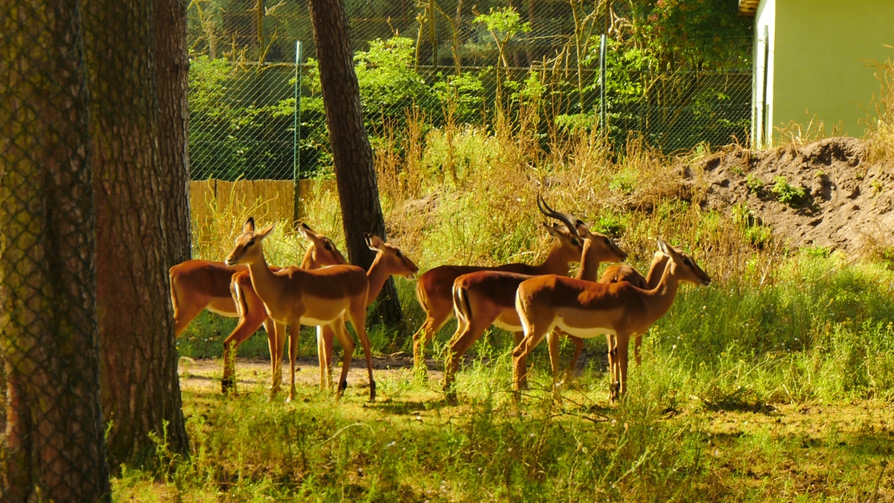Serengeti-Park / Серенгети-Парк и кусочек Касселя