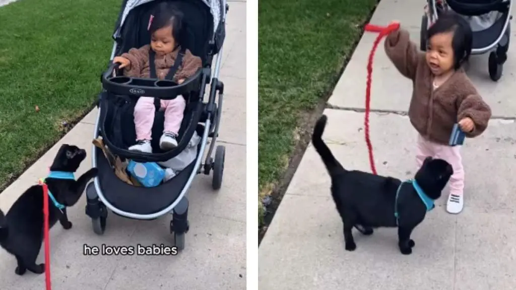 Toddler Becomes Future Cat Lady After Feline Encounter