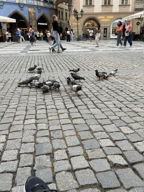 IMG 7005.jpg