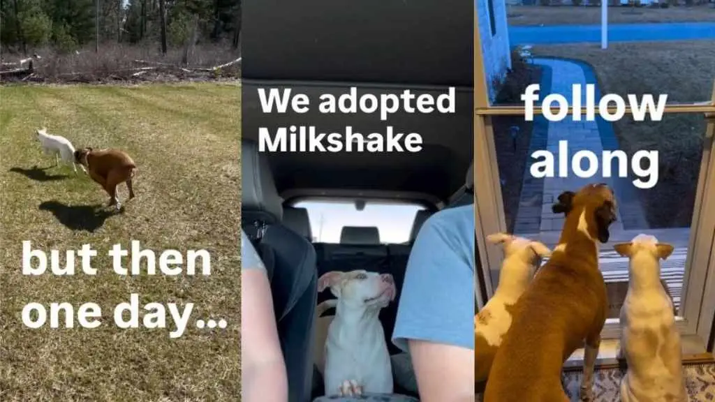 Lonely Deaf Dog Finds Unexpected Friendship