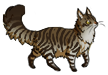 Maincoon cat