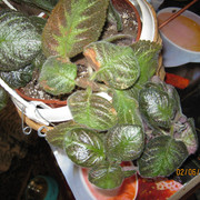IMG 6417