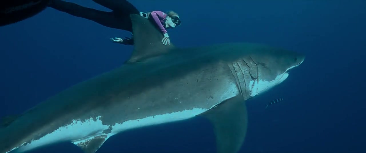 Shark Whisperer Screenshot