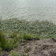 IMG 7964