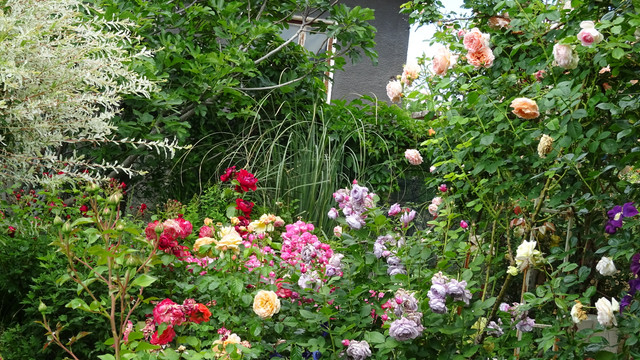 DSC00511
