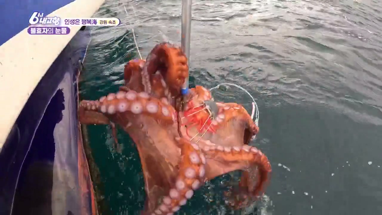 6시 내고향 속초 대문어 추가 캡처 1