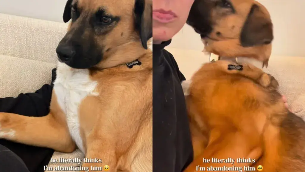 Rescue Dog's Heartwarming Attachment to Owner Highlights Bond of Trust
