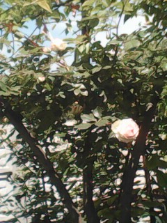 IMG0068A.jpg