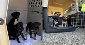Neglected Pups Begin Recovery After Rescue