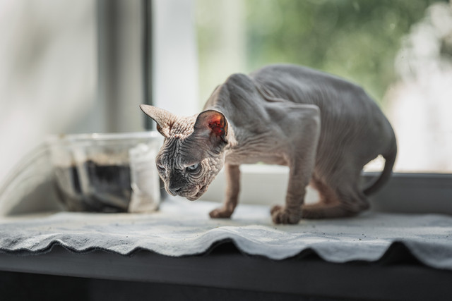 A7300168.jpg