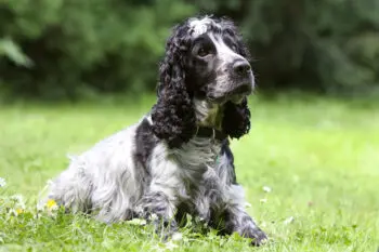 Cocker Spaniel Teeth Care Essentials