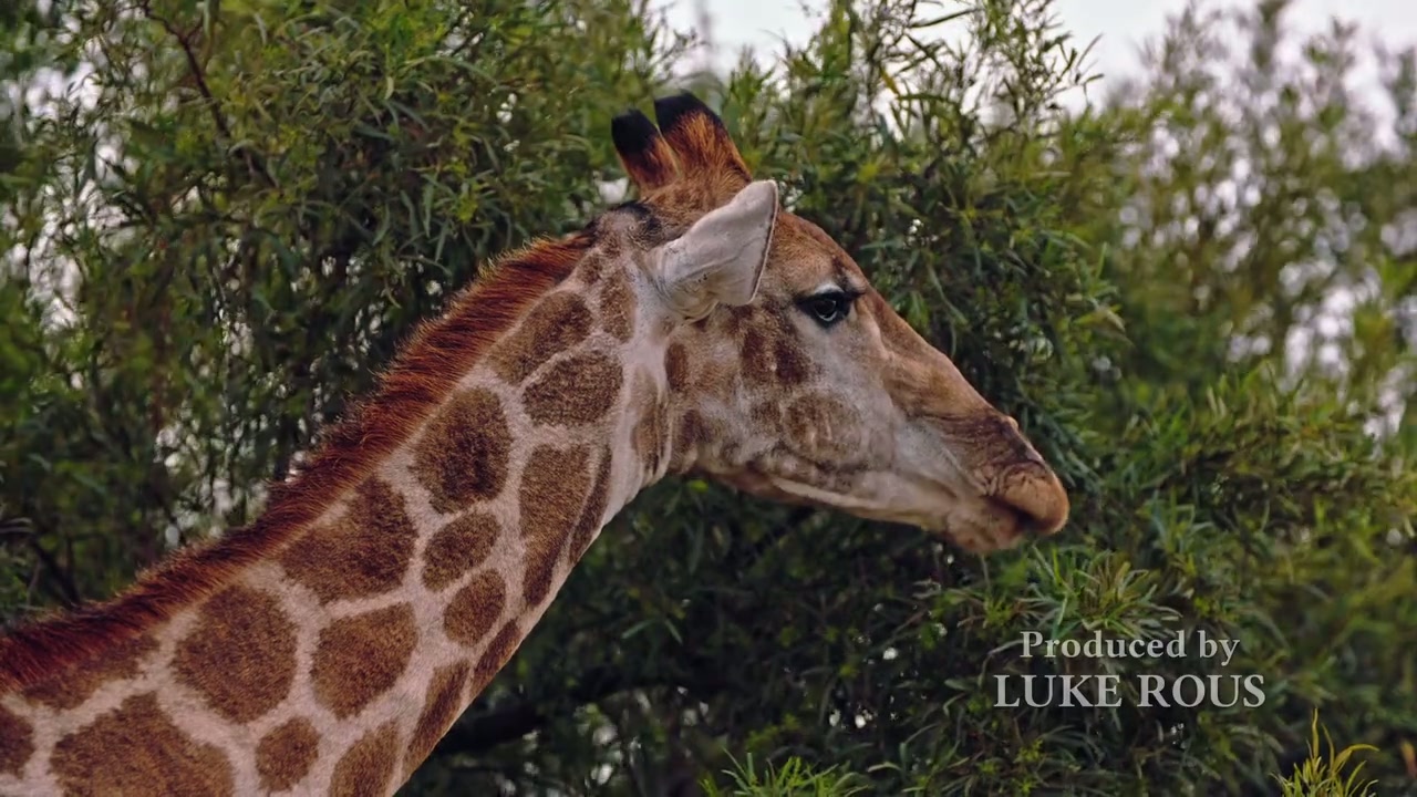 A Safari Romance Screenshot