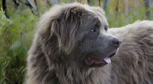 Unlock Your Newfoundland's Best Coat with a Simple Wellness Strategy