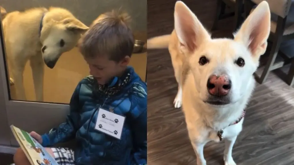 A Boy and His Dog: A Shelter Story