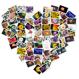 [MAC] FigrCollage 2.7.2 macOS - ENG