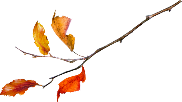 Leaves15