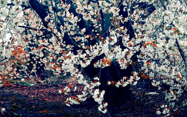 spring-027