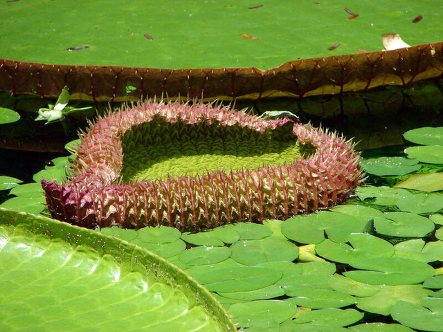 Victoria-Regia