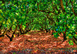 [Image: mango-grove.jpg]