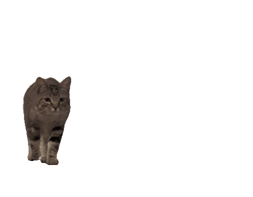 a cat walks up and looks at the camera.