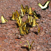 vbv