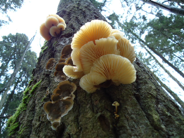 IPB Image