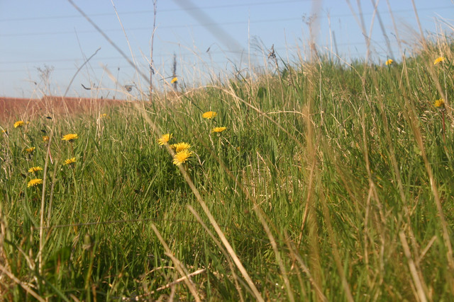 IMG-0341