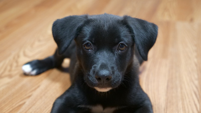 goodestgirl008