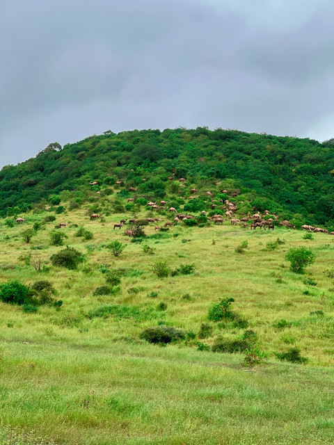IMG-0706-3