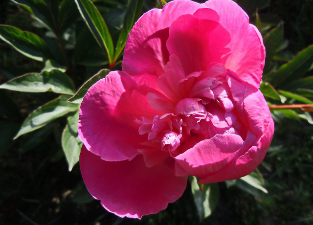 DSCN4508