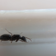 IMG-1290