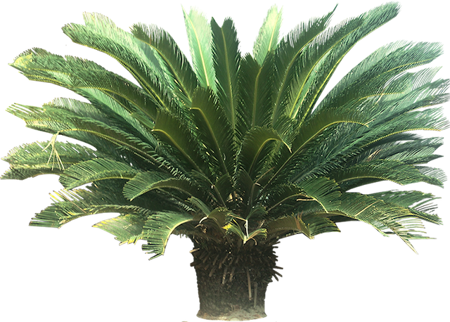 alpha pine tree
