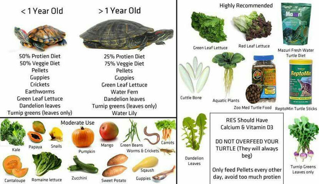 Red-Ear-Slider-Turtle-Food